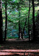 पैंज आणि मी..