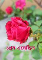 প্রেম এসেছিল