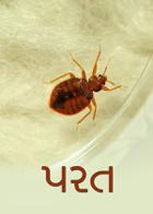 પરત