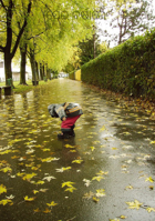 ସେଇ ବର୍ଷାରେ