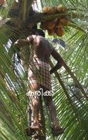 കരിക്ക്