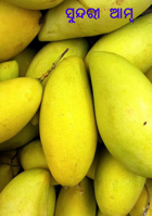 ସୁନ୍ଦରୀ ଆମ୍ବ