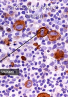 সংশপ্তক ( একবিংশ অধ্যায়)