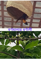 বর্ণমালার বর্ণালী