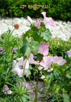 నా అక్షరాలు!