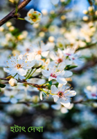 হটাৎ দেখা