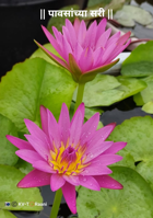 || पावसांच्या सरी ||