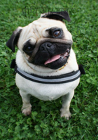 प्रीति और झबरू