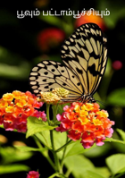 பூவும் பட்டாம்பூச்சியும்