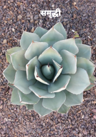 समृद्धी