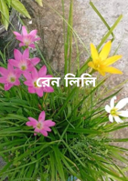 রেন লিলি