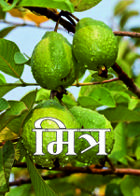 मित्र