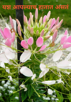 यश आपल्याच हातात असतं