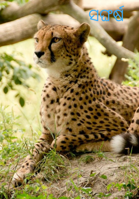 ସଙ୍ଘର୍ଷ