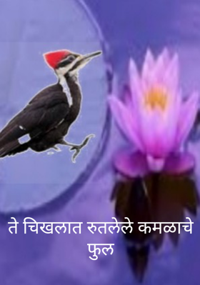 ते चिखलात रुतलेले कमळाचे फुल