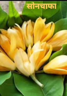 सोनचाफा