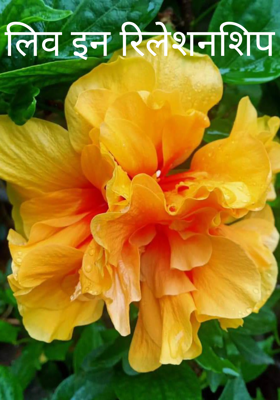 लिव इन रिलेशनशिप