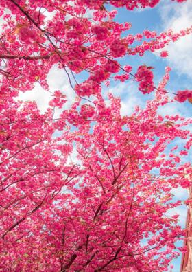Onset of Spring,The Rituraaj