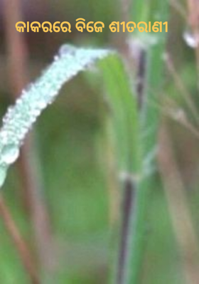 କାକରରେ ବିଜେ ଶୀତରାଣୀ