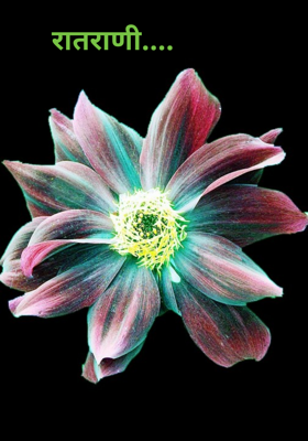 रातराणी....