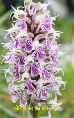 कोशिश कर हल निकलेगा।