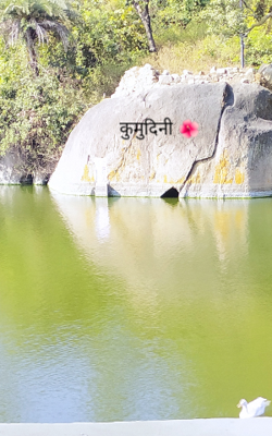 कुमुदिनी 🌺