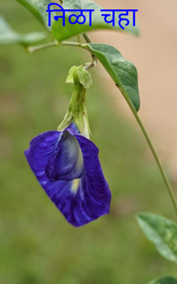 निळा चहा