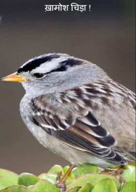 ख़ामोश चिड़ा !
