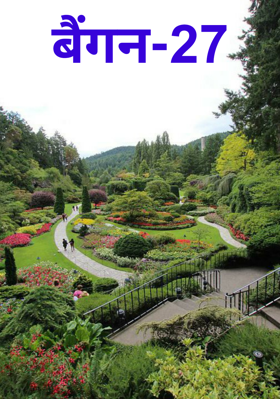 बैंगन-27