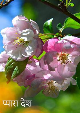 प्यारा देश