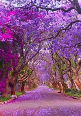 या वाटेचा मी वाटसरू..