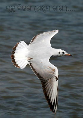 ମୂକ୍ତ ବିହଙ୍ଗ (ଅଷ୍ଟମ ଭାଗ )