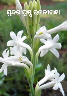 ସୁନ୍ଦର ପୁଷ୍ପ ରଜନୀଗନ୍ଧା   