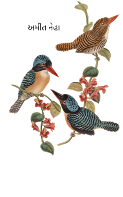 અમીત નેહા