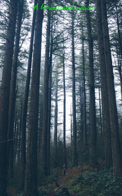 A Hermit and a Mouse