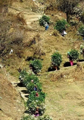 घस्यारी 