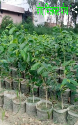 "बोएं मिलकर पौथ "