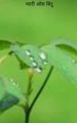 प्यारी ओस बिंदु