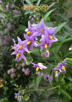 কন্টিকারী