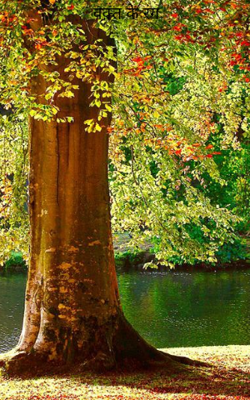 वक़्त के रंग 