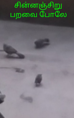 சின்னஞ்சிறு பறவை போலே