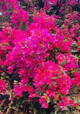 एक दिन बगीचे में