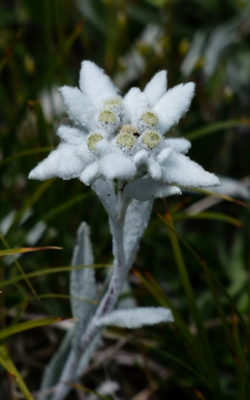తెల్లని పువ్వు
