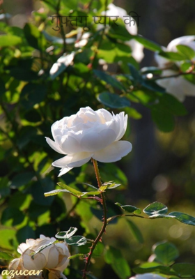 गुफ़्तगू प्यार की