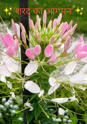 'शरद का आगमन'