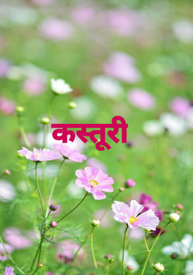 कस्तूरी