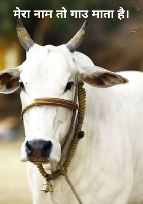 मेरा नाम तो गऊ माता है