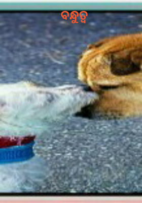 ବନ୍ଧୁତ୍ୱ