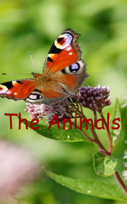 The Animals