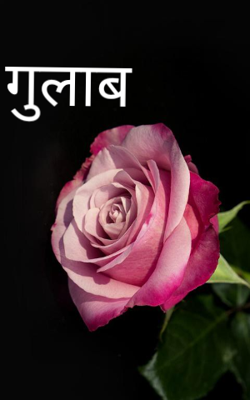 गुलाब